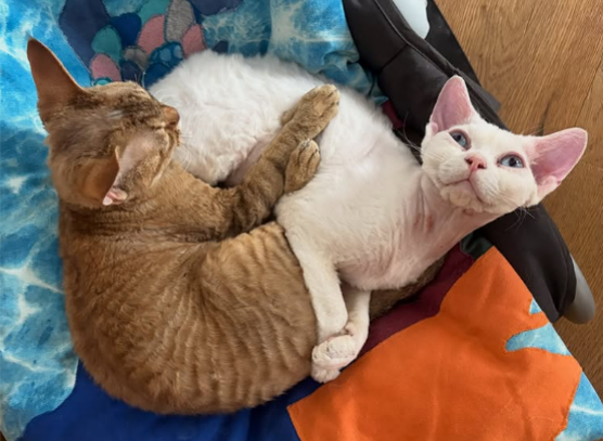 Meine Katzen